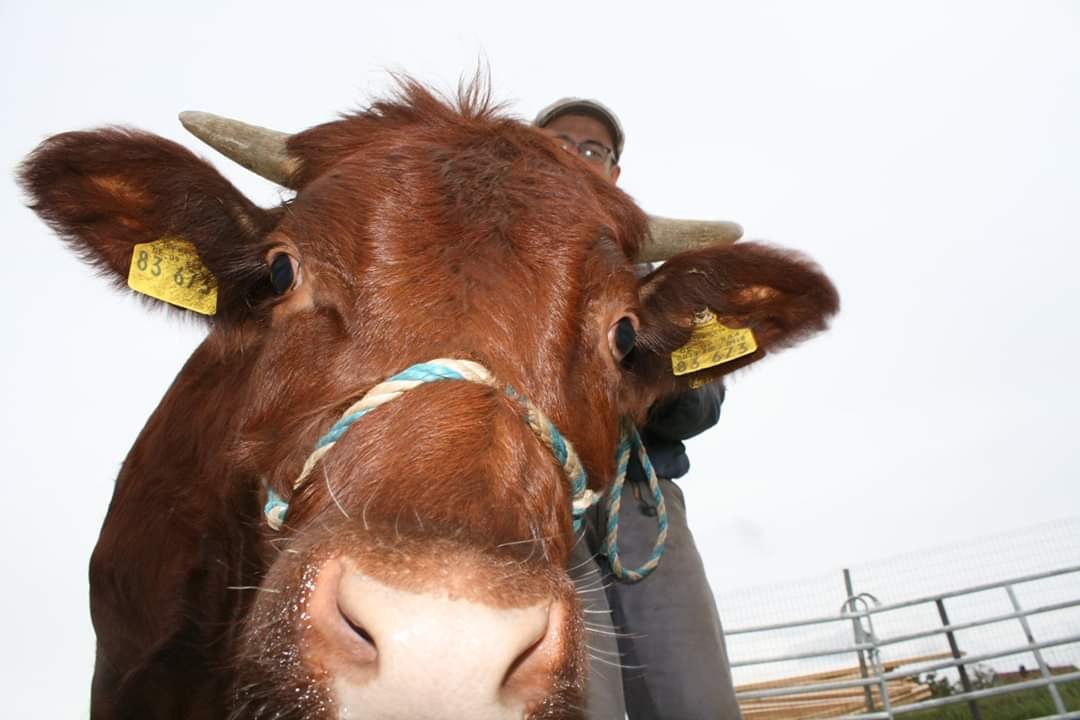 Rotes Höhenvieh als Arbeitstier