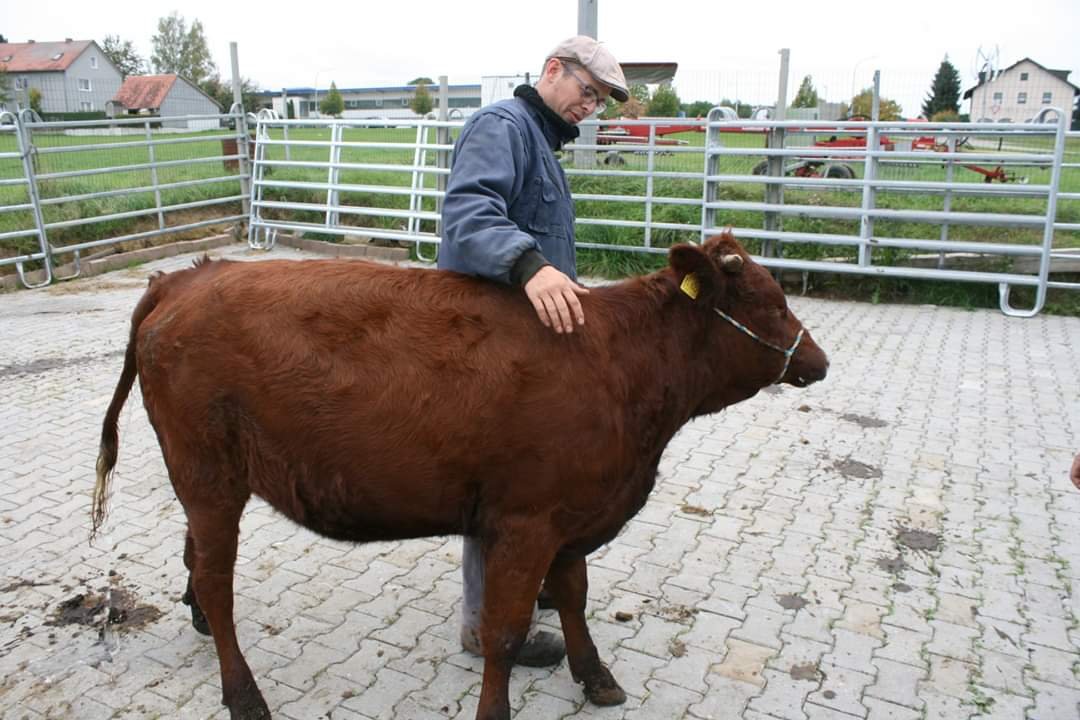 Rotes Höhenvieh als Arbeitstier